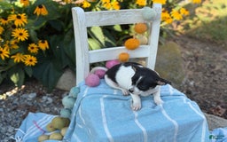 Chihuahua dogs for sale: Pepper - Image 11