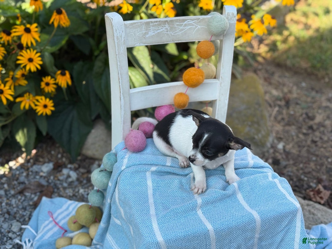 Chihuahua dogs for sale: Pepper - Image 11