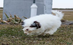 Shihpoo dogs for sale: Billy - Image 2