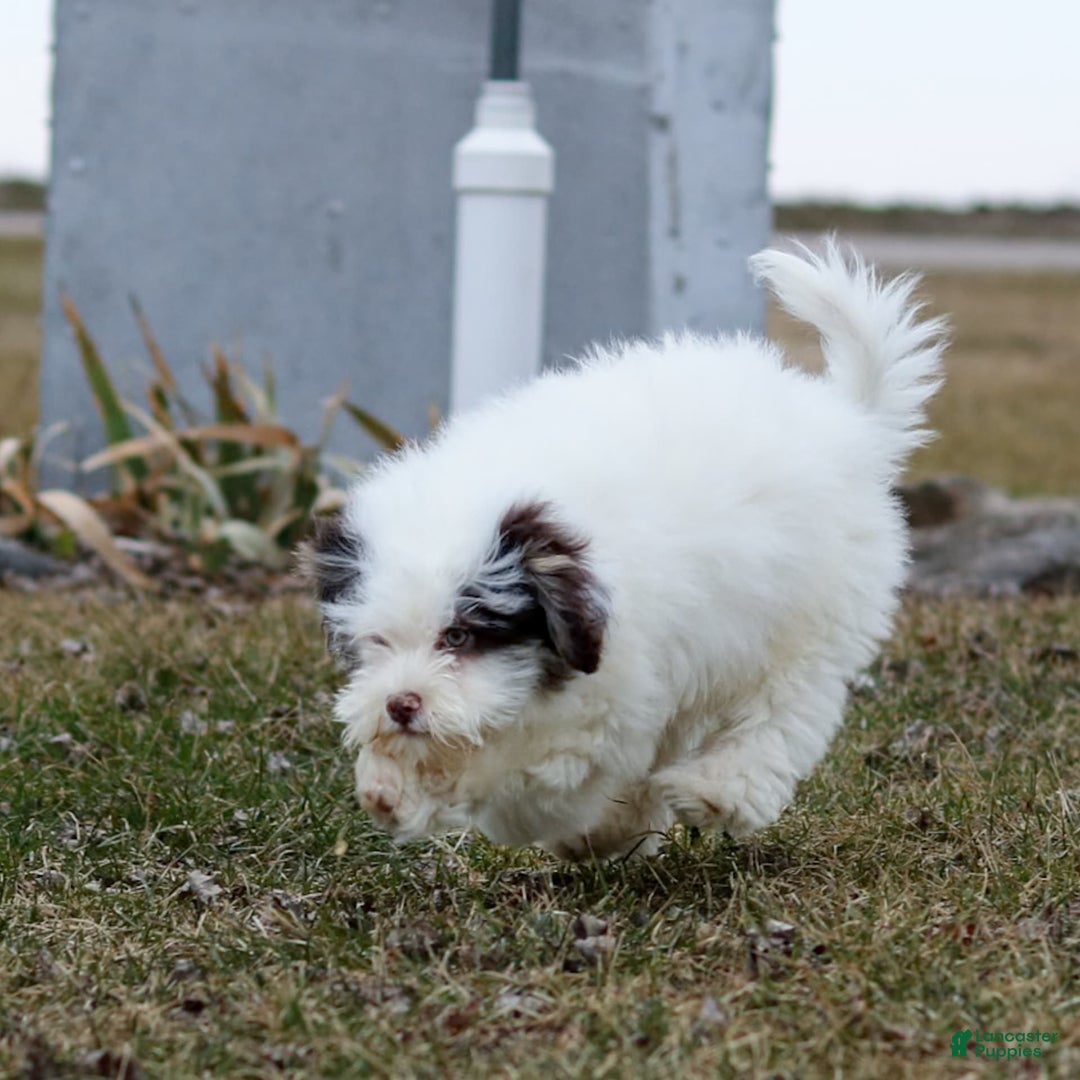 Shihpoo dogs for sale: Billy - Image 2