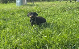 Doberman Pinscher dogs for sale: Linda - Image 4