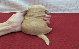 Cockapoo dogs for sale: Gobber - Image 11