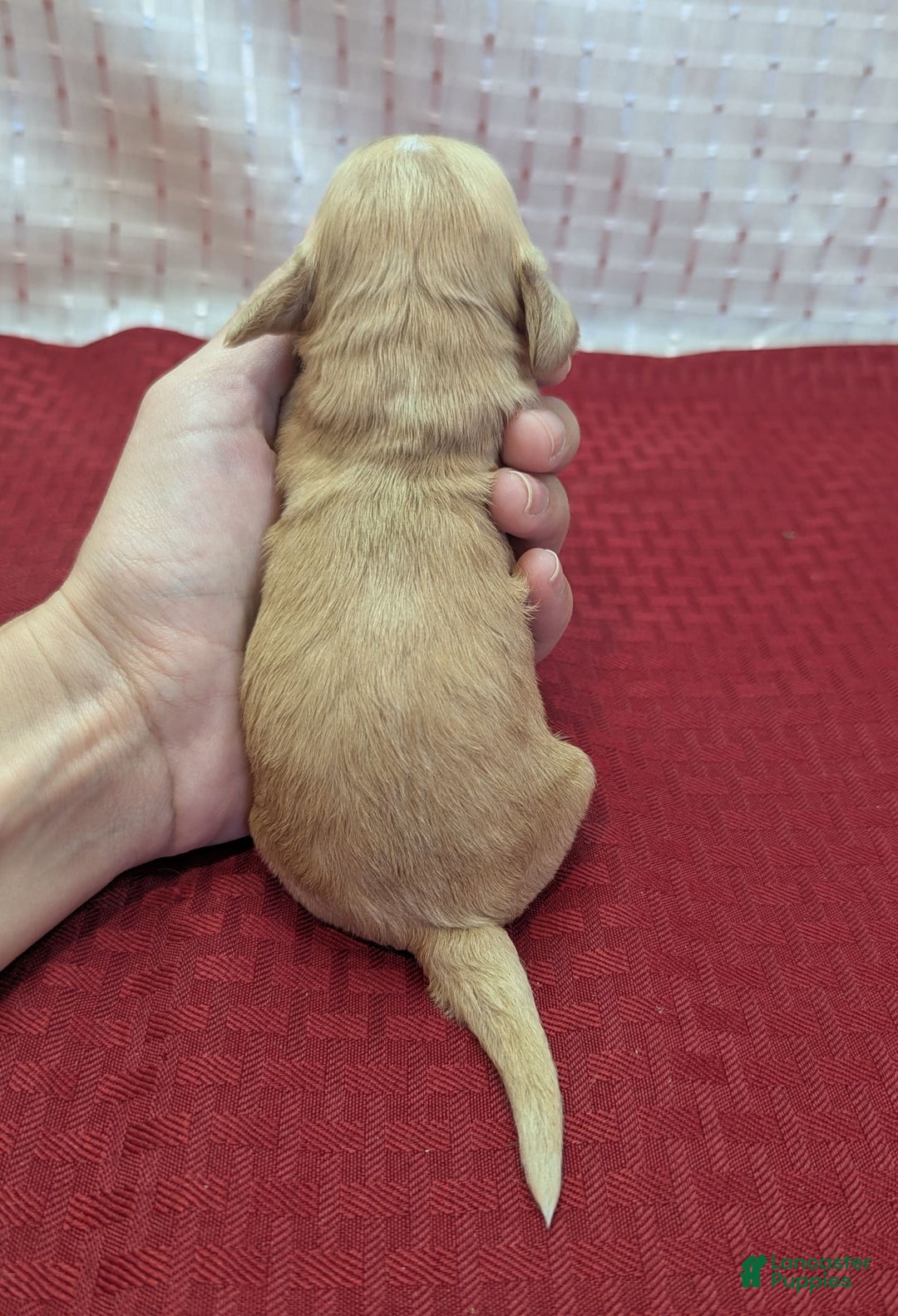 Cockapoo dogs for sale: Gobber - Image 11