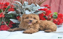 Cockapoo dogs for sale: Karter - Image 6