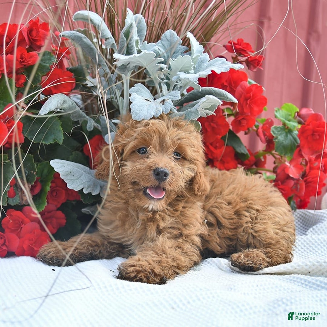 Cockapoo dogs for sale: Karter - Image 6