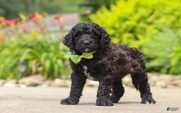 Newfypoo dogs for sale: Tanner - Image 5