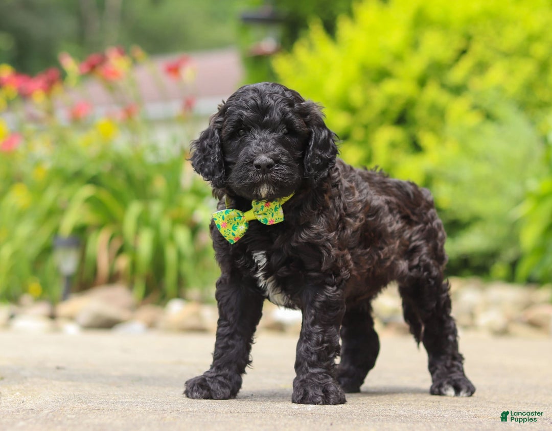 Newfypoo dogs for sale: Tanner - Image 5