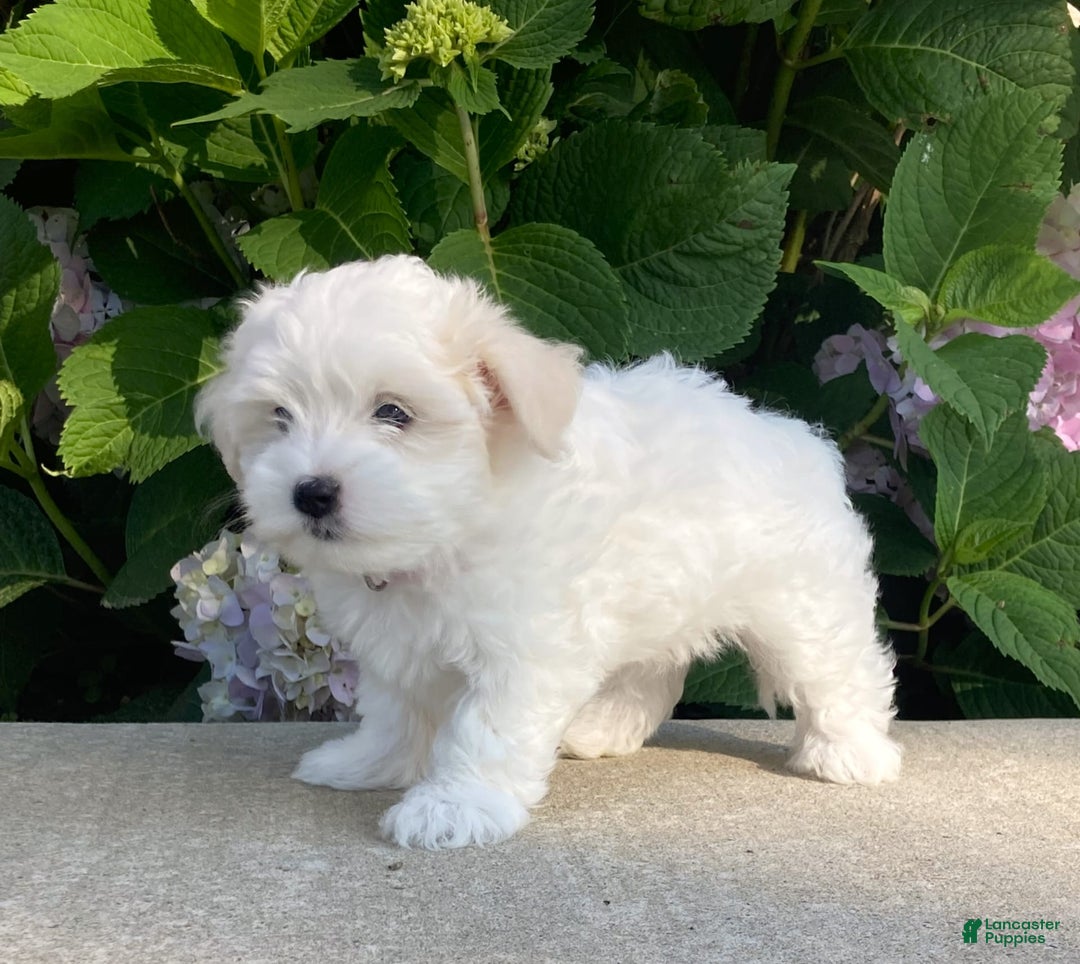 Coton De Tulear dogs for sale: Pearl - Image 19