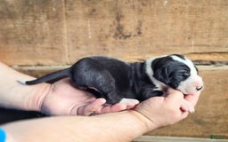 Great Dane dogs for sale: Leah - Image 1