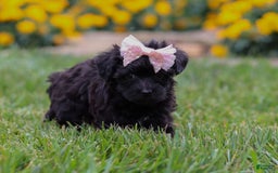Yorkiepoo dogs for sale: Allie - Image 5