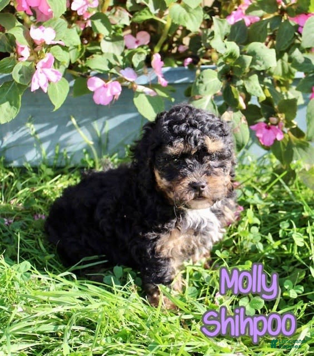 Shihpoo dogs for sale: Molly - Image 4