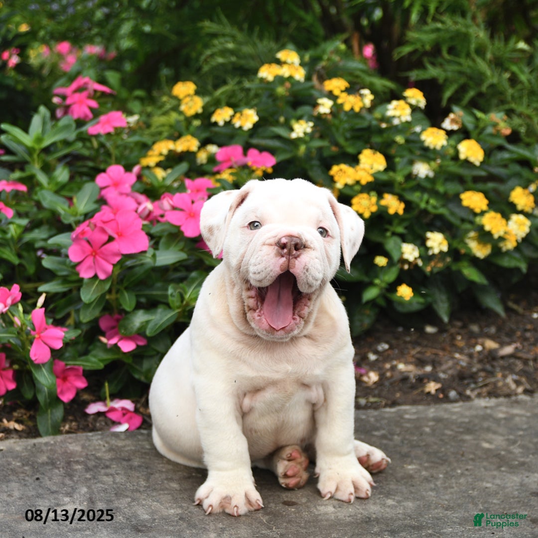 English Bulldog dogs for sale: Blossom - Image 2