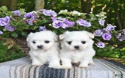 Maltese dogs for sale: Kristy - Image 3