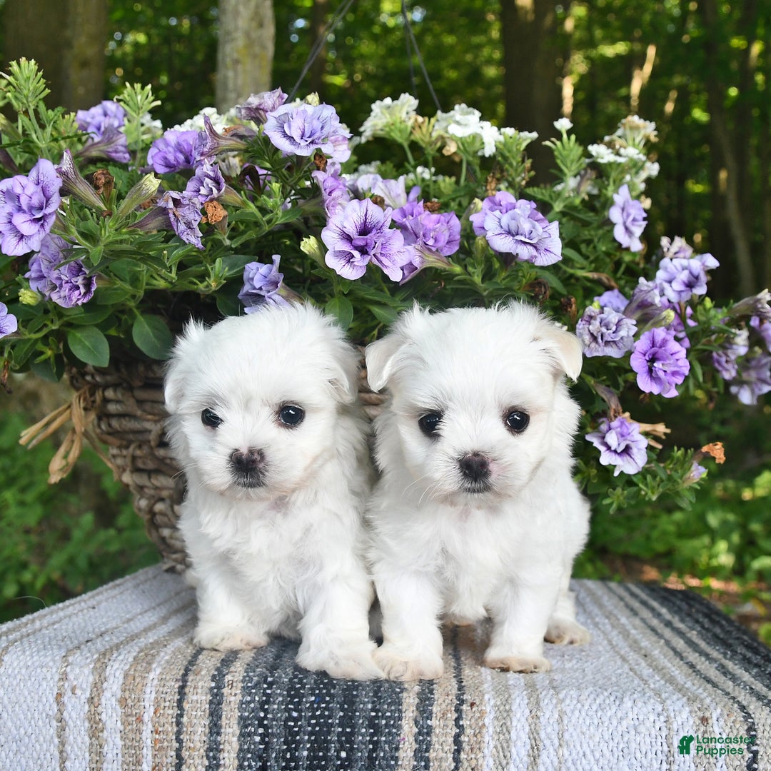 Maltese dogs for sale: Kristy - Image 3