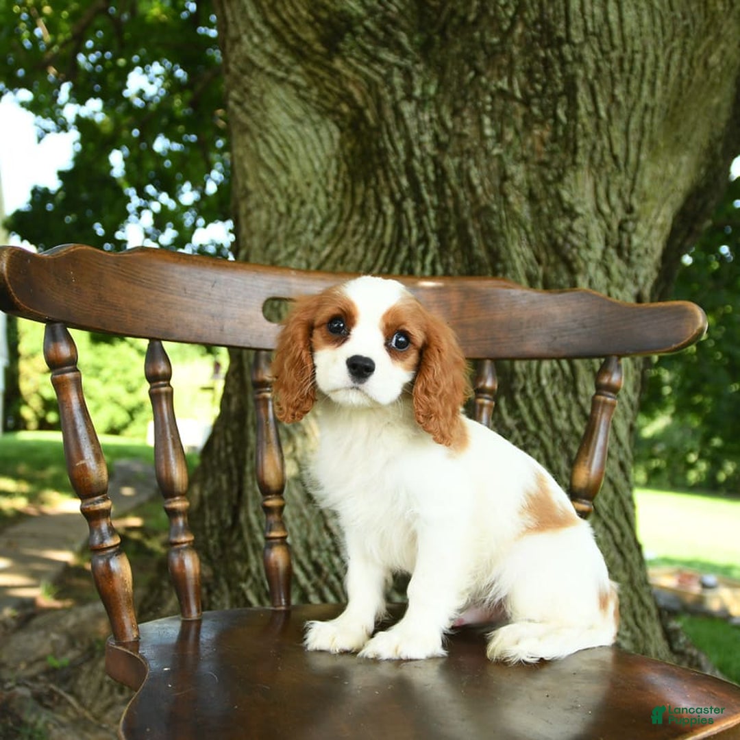 Cavalier King Charles Spaniel dogs for sale: Taylor - Image 8
