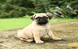 Pug dogs for sale: Trophy - Image 3