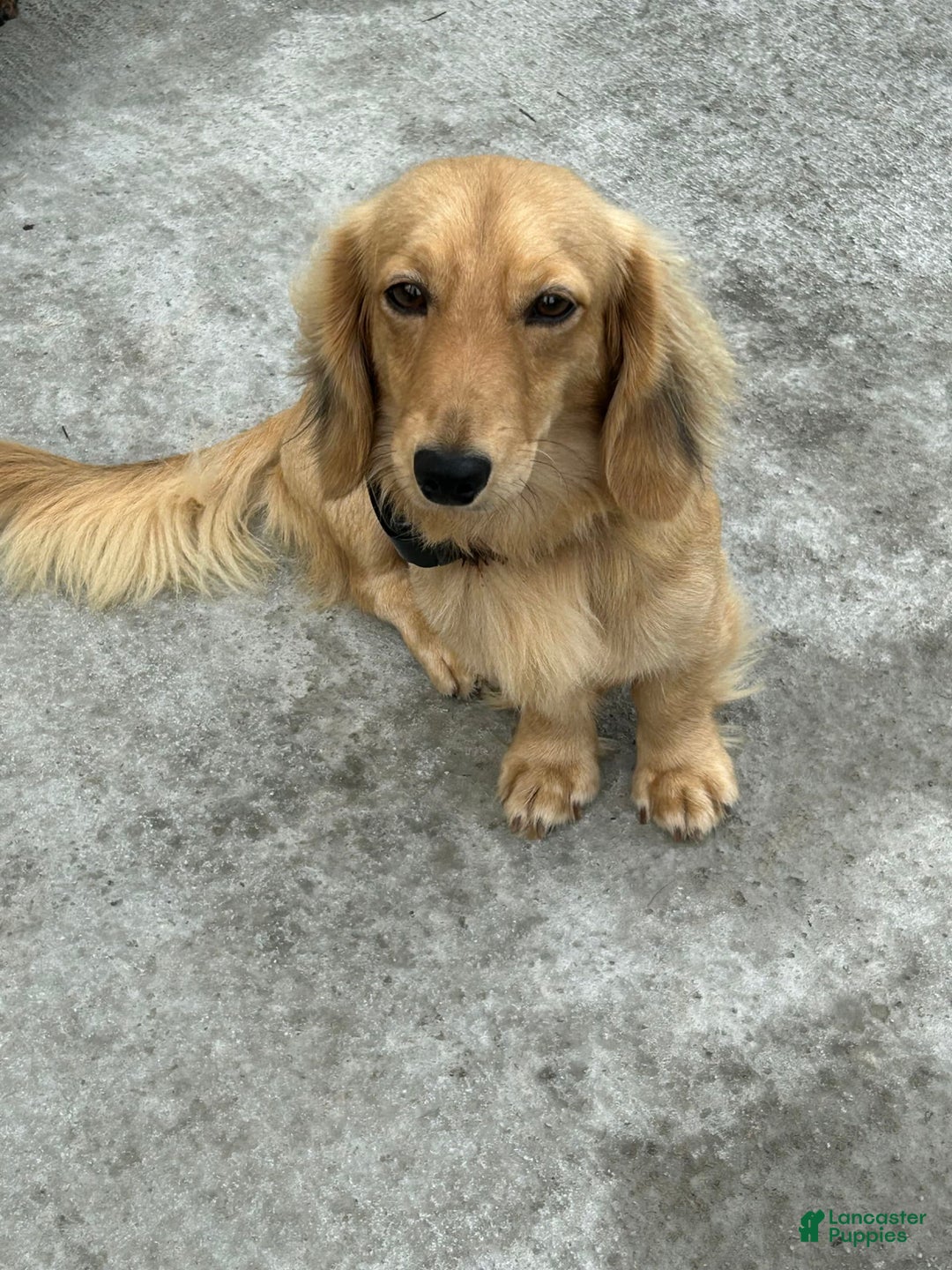 Miniature Dachshund dogs for sale: Nyx - Image 6