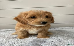  dogs for sale: Mini Goldendoodle 7 puppies - Image 3