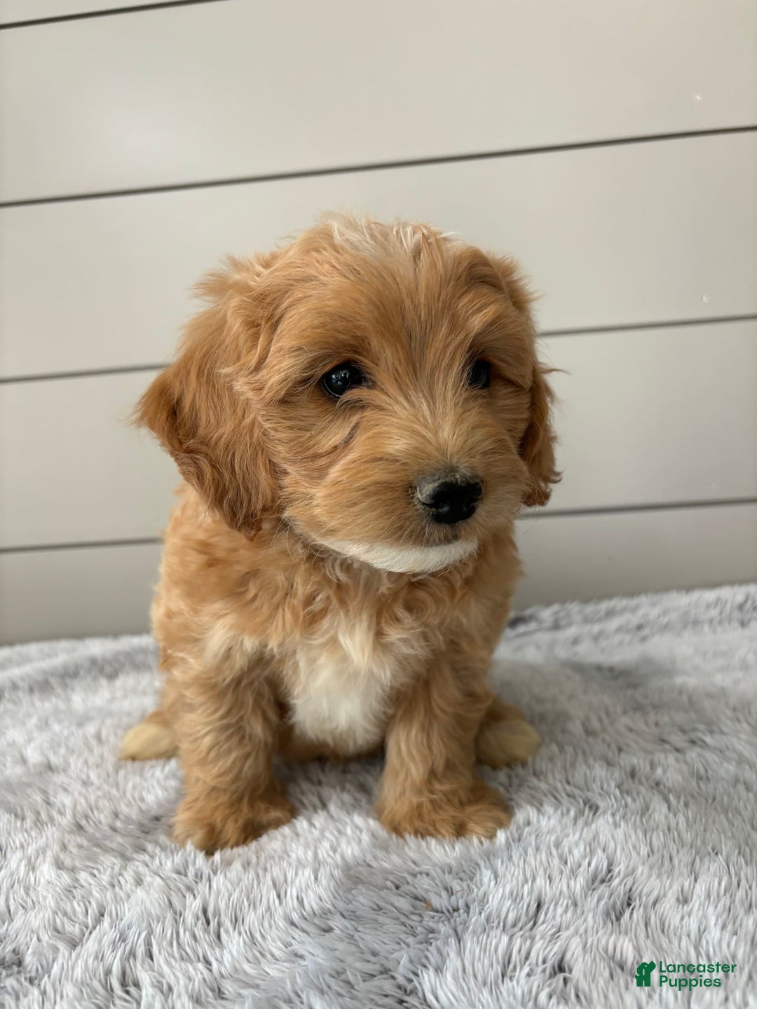  dogs for sale: Mini Goldendoodle 7 puppies - Image 3