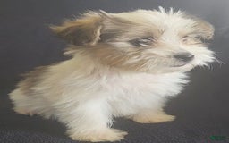Cavalier King Charles Spaniel dogs for sale: Peanut - Image 2