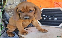 Redbone Coonhound dogs for sale: Hoyt - Image 1