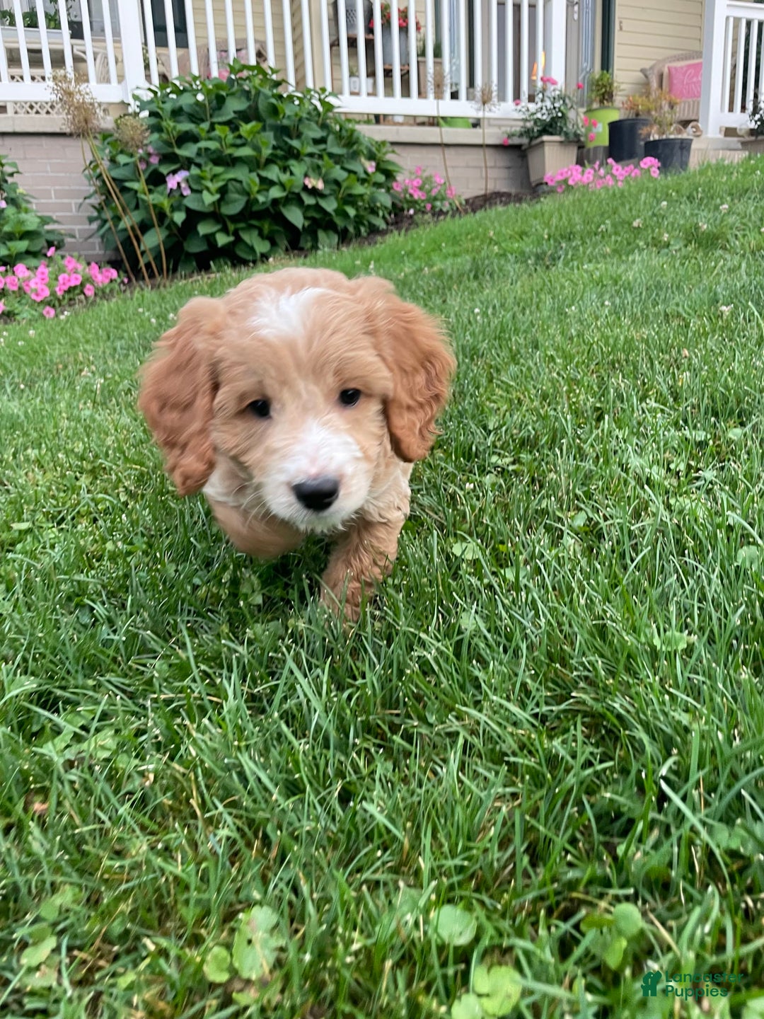 Mini Goldendoodle dogs for sale: Nacho - Image 2