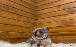 French Bulldog dogs for sale: Knox - Image 6