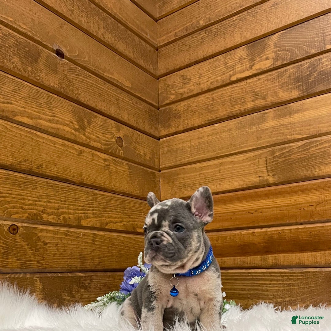French Bulldog dogs for sale: Knox - Image 6