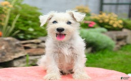 Miniature Schnauzer dogs for sale: Lake - Image 3