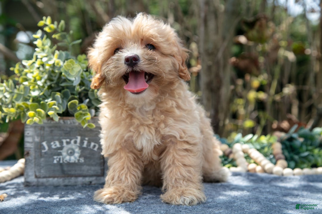 Cavapoo dogs for sale: Susie - Image 2