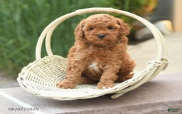 Toy Poodle dogs for sale: Toy Poodle 3 puppies - Image 7