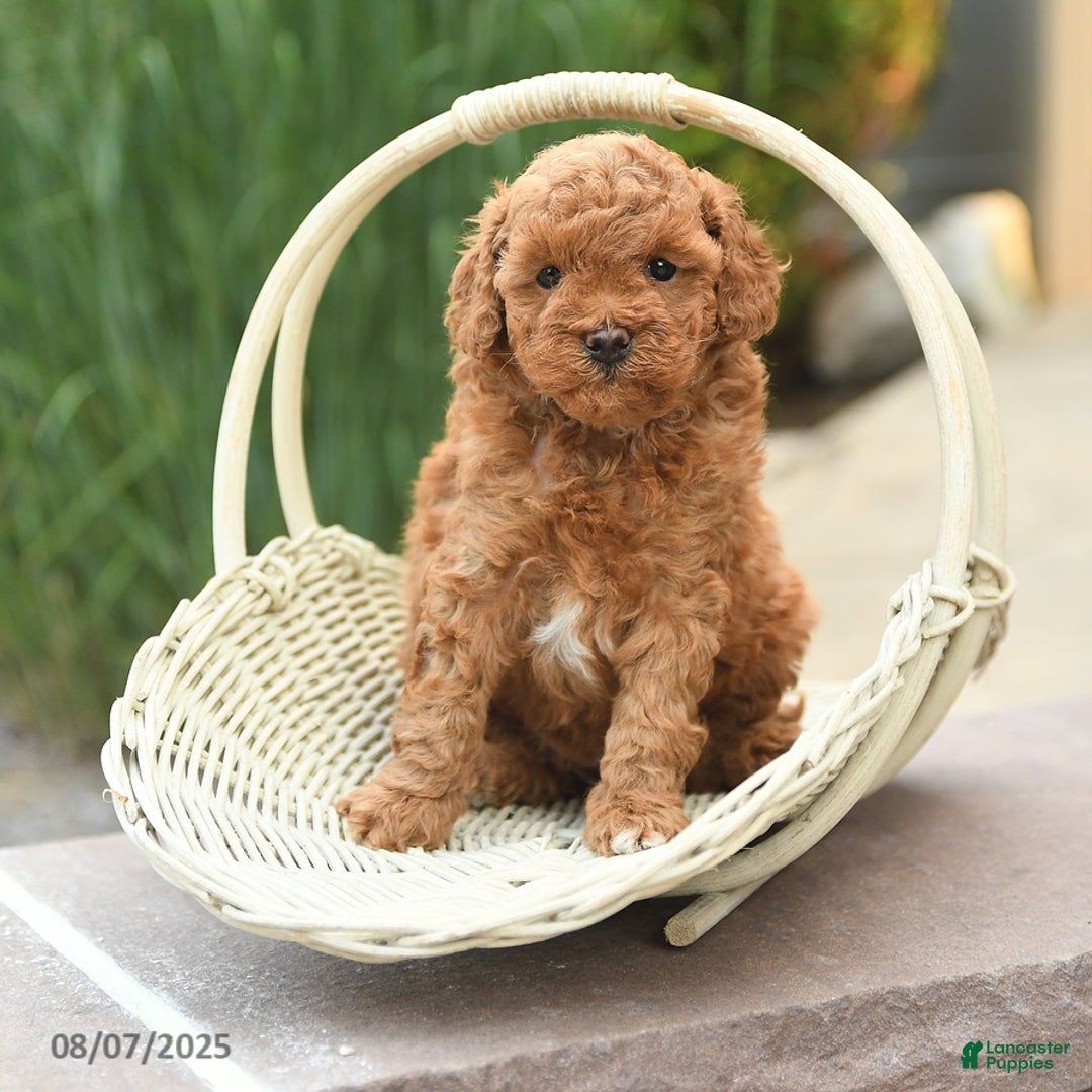 Toy Poodle dogs for sale: Toy Poodle 3 puppies - Image 7