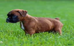 Boxer dogs for sale: Drew - Image 3