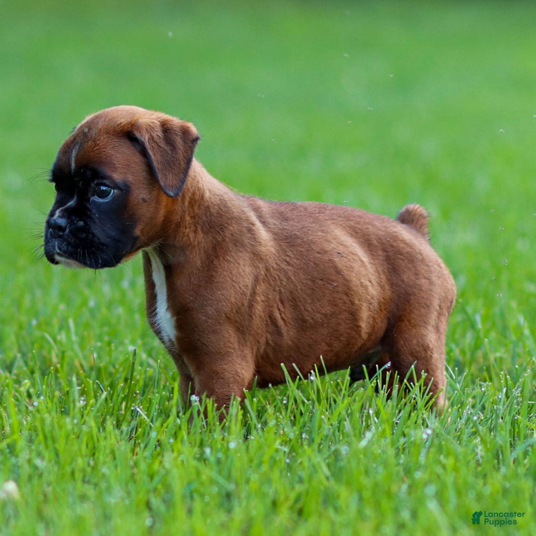 Boxer dogs for sale: Drew - Image 3