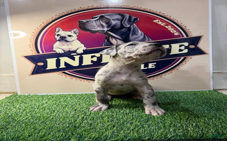Cane Corso dogs - Advert 5