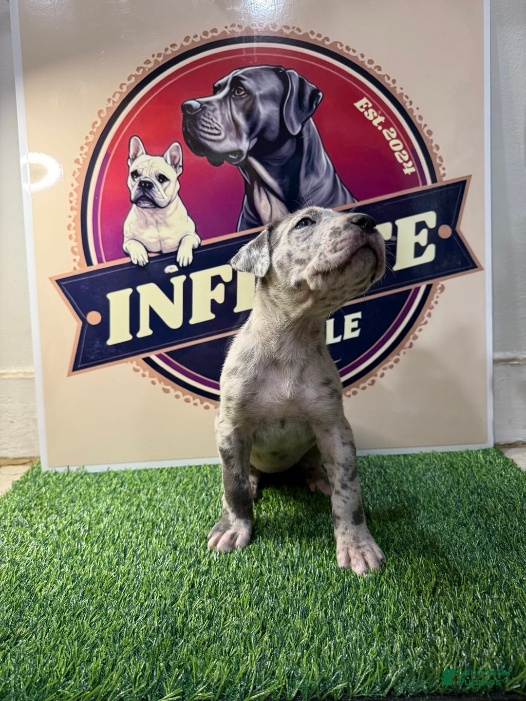 Cane Corso dogs for sale: Merle Female 3 - Listing for pets: Blue Male 2, Blue Male 3, Merle Female 1, Merle Female 2, Merle Female 3, Merle Female 4 - Image 1