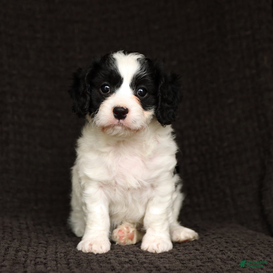 Cavapoo dogs for sale: Wren - Image 3
