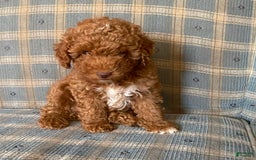 Miniature Poodle dogs for sale: Bailey - Image 1