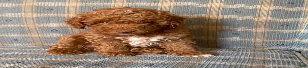 Bailey