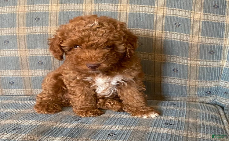Miniature Poodle dogs for sale - Ad 2