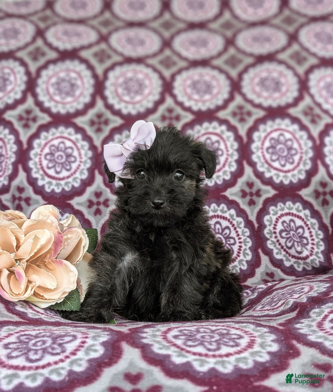 Morkie dogs for sale: Zia Hypoallergenic - Image 1