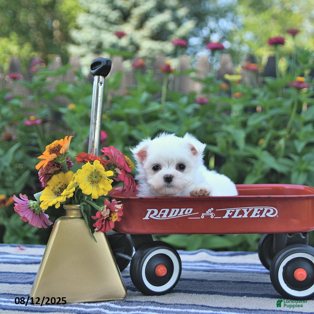 Maltese dogs for sale: Bobby Extra Small - Image 2