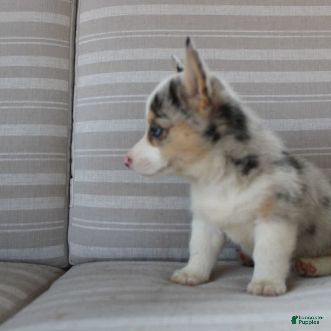 Welsh Corgi Pembroke dogs for sale: Lexi - Image 14