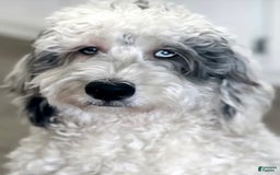 Goldendoodle dogs for sale: Bella - Image 6