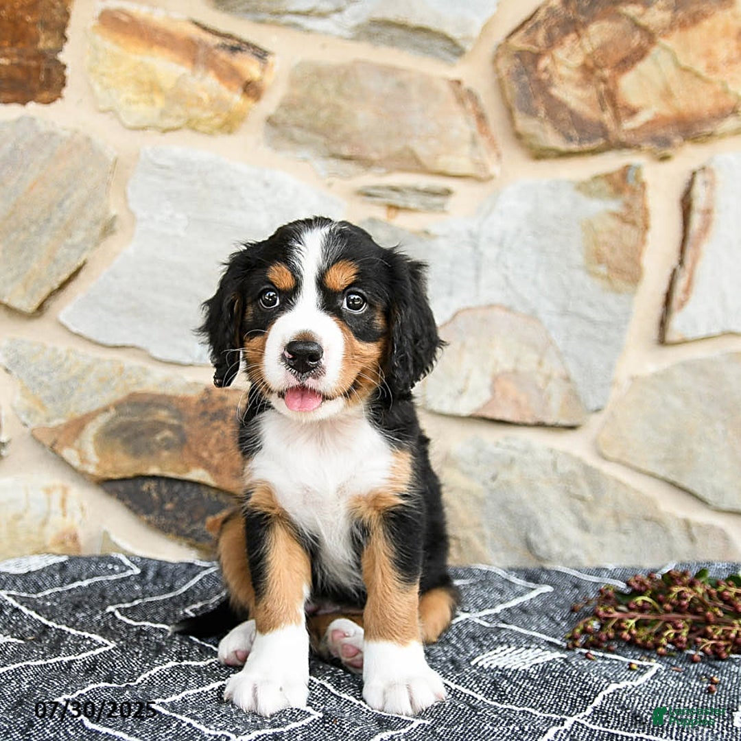 Miniature Bernese Mountain Dog dogs for sale: Holly - Image 4