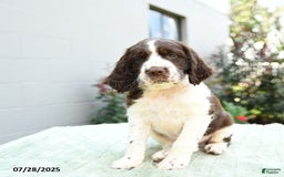 English Springer Spaniel dogs for sale: Buckwheat - Image 1