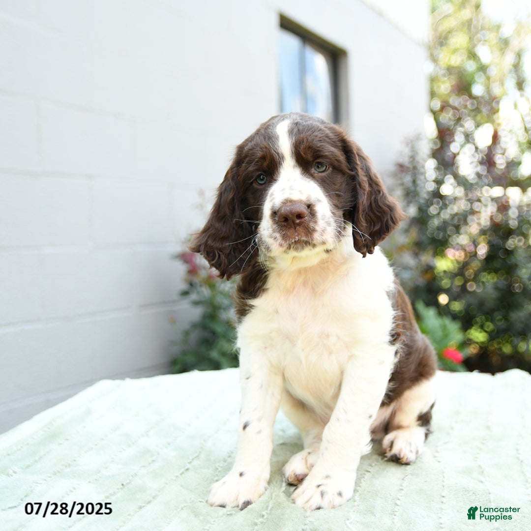 English Springer Spaniel dogs for sale: Buckwheat - Image 1