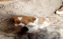 Brittany Spaniel dogs for sale: Remy - Image 1