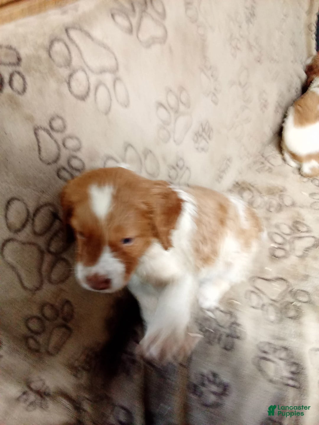 Brittany Spaniel dogs for sale: Remy - Image 1