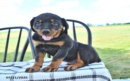 Rottweiler dogs for sale: Duke - Image 5